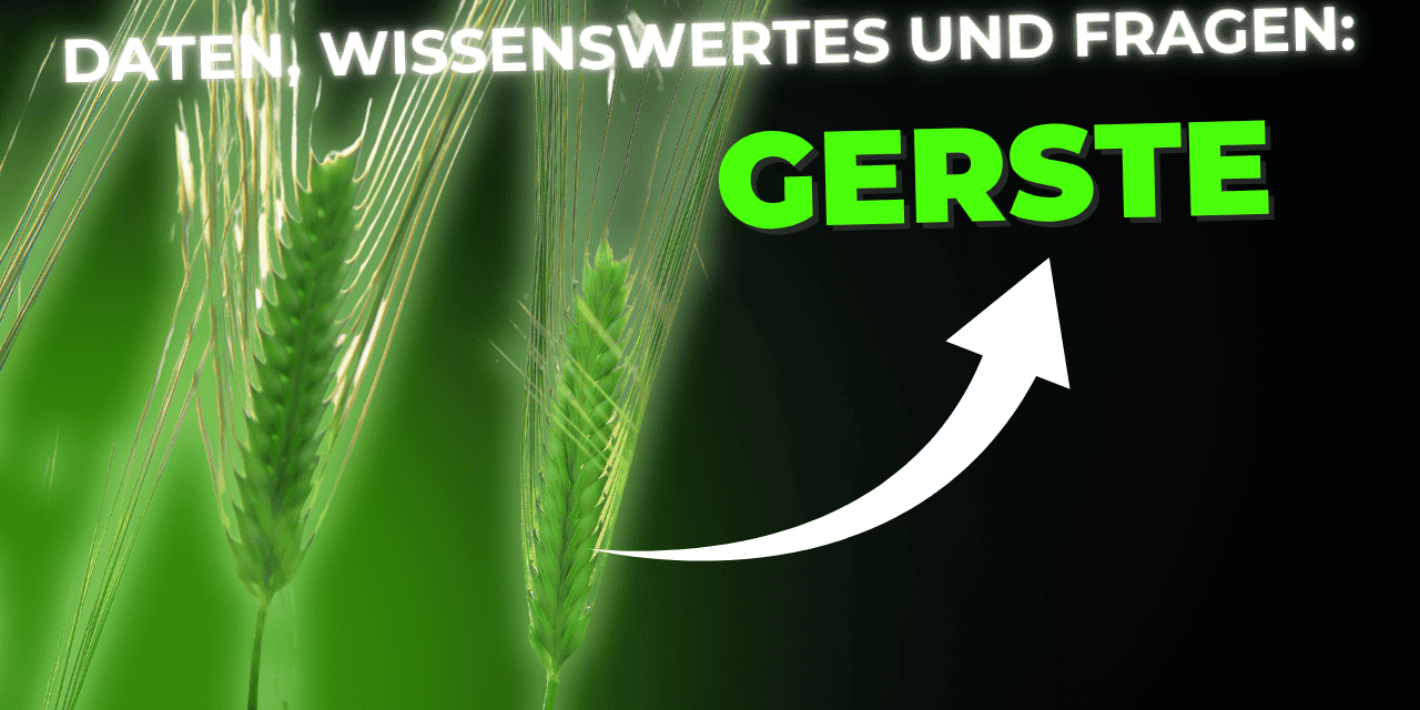 Lebensmittel-Wissen: Gerste