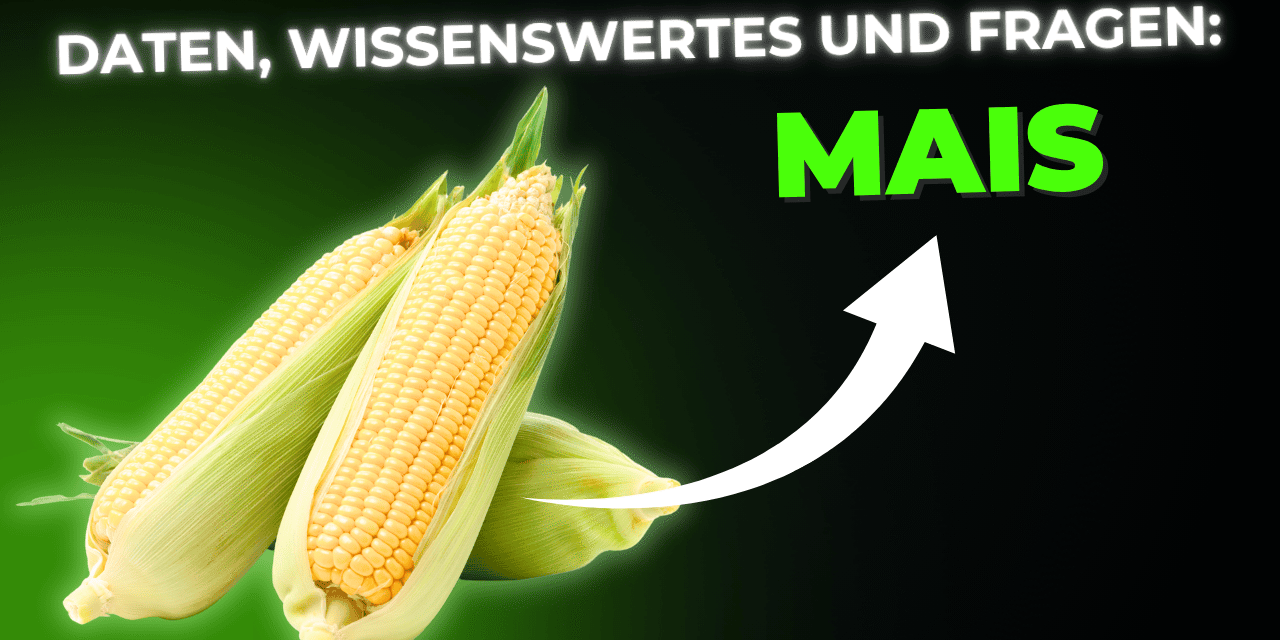 Lebensmittel-Wissen: Mais