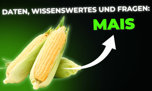 Lebensmittel-Wissen: Mais